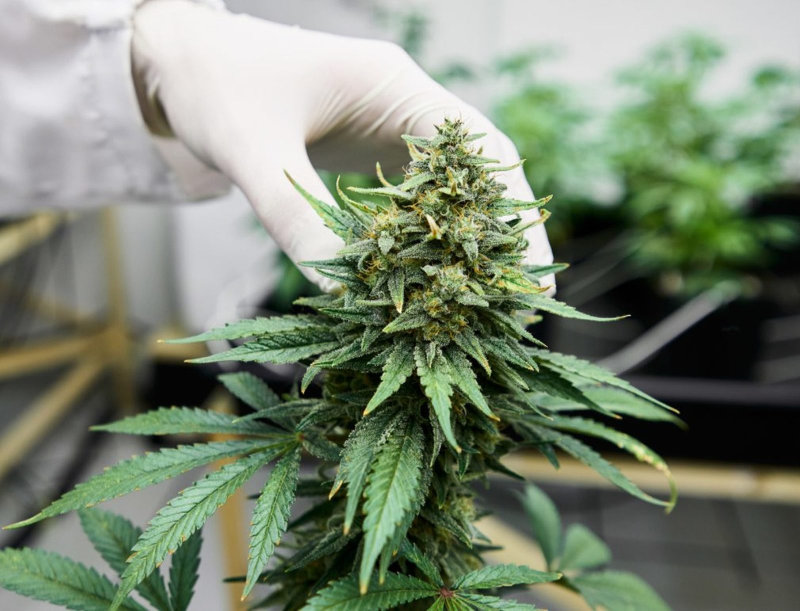 a white gloved hand inspecting cannabis buds on the plant